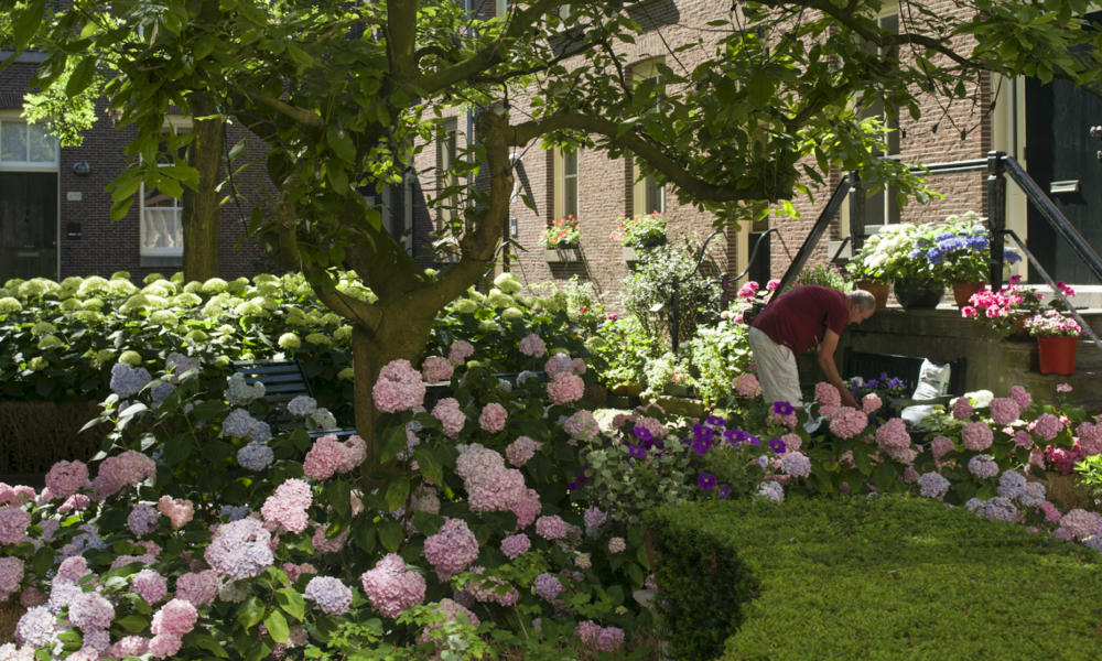 Beautiful flowers in a garden. A peaceful scene in Amsterdam.