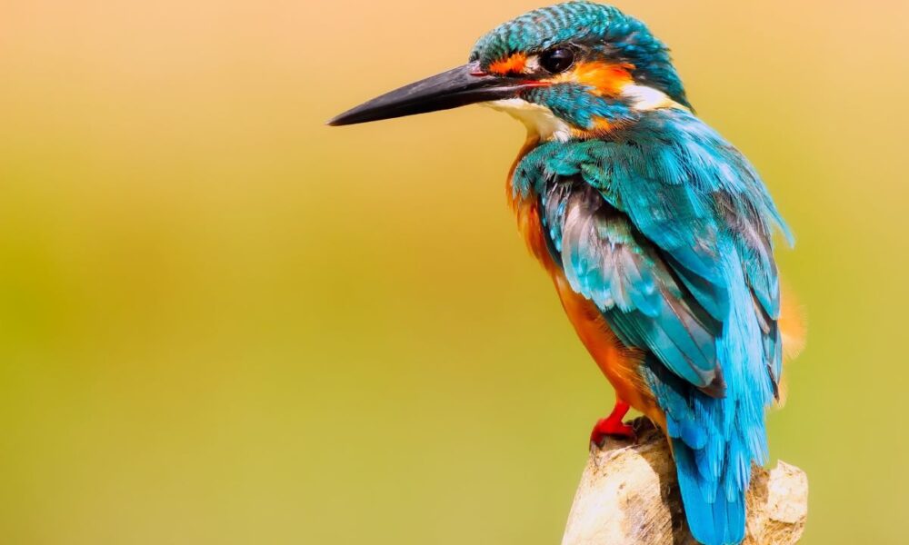 A kingfisher perched on a branch. The bird has bright blue and orange feathers.