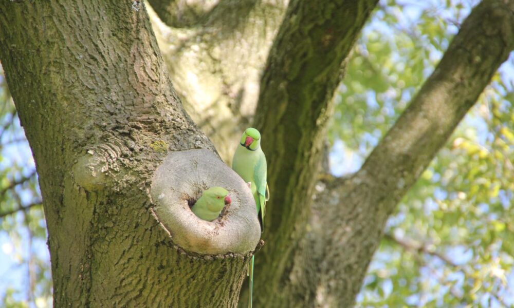 Green parrot on a tree. Colorful bird in Amsterdam.