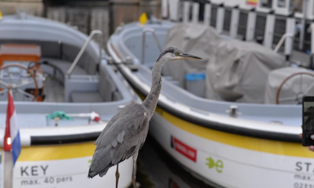 A grey heron standing on a houseboat. The houseboat is moored in an Amsterdam canal.