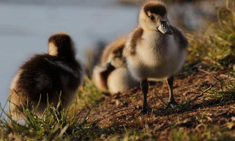 Three adorable ducklings on a grassy riverbank. One duckling looking directly at the camera.